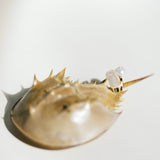 Suki Ring
