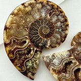 Ammonite Fossil with Crystal Druzy