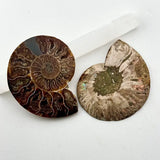 Ammonite Fossil with Crystal Druzy