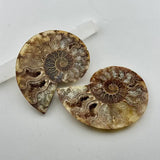 Ammonite Fossil with Crystal Druzy
