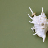 Carapace Ring
