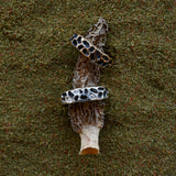 Morel Ring