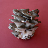 Oyster Ring