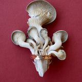 Oyster Ring