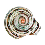 Green Turbo Shell Ring